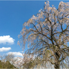 一本桜に魅せられて（清水家のしだれ桜）2