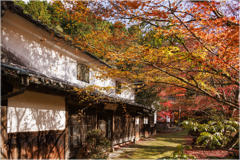 紅葉の森の中で