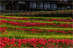 秋めく里山