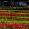 秋めく里山