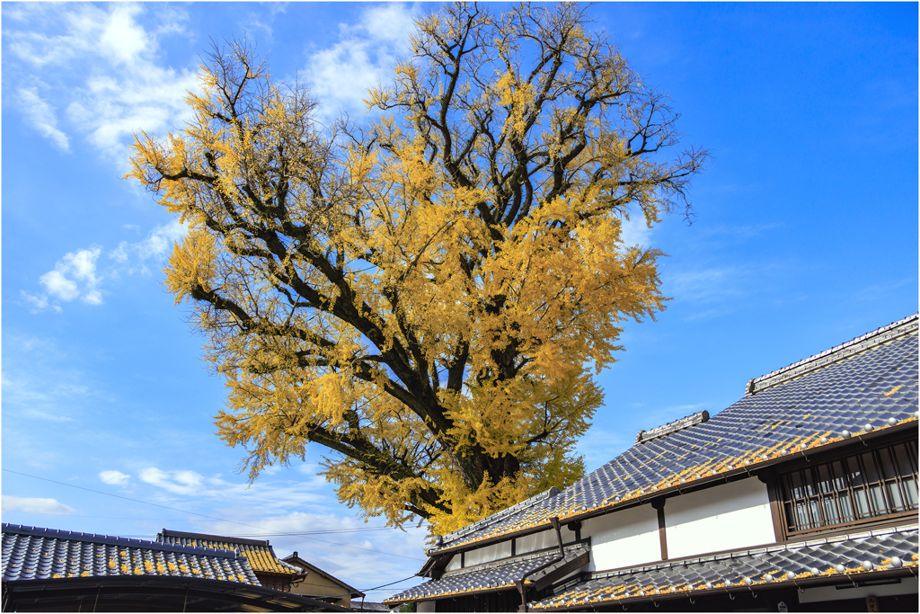 有田の大公孫樹3