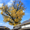 有田の大公孫樹3