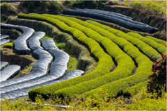 初夏の茶畑