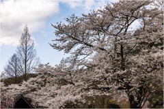 桜の咲く頃3