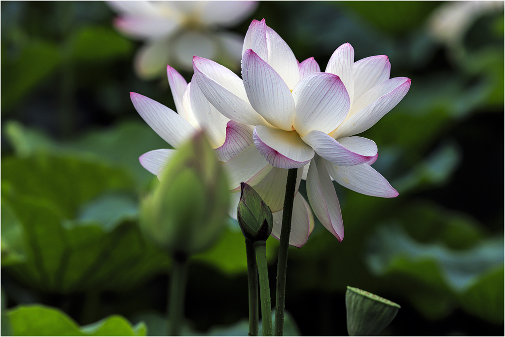 夏の花蓮