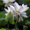 夏の花蓮