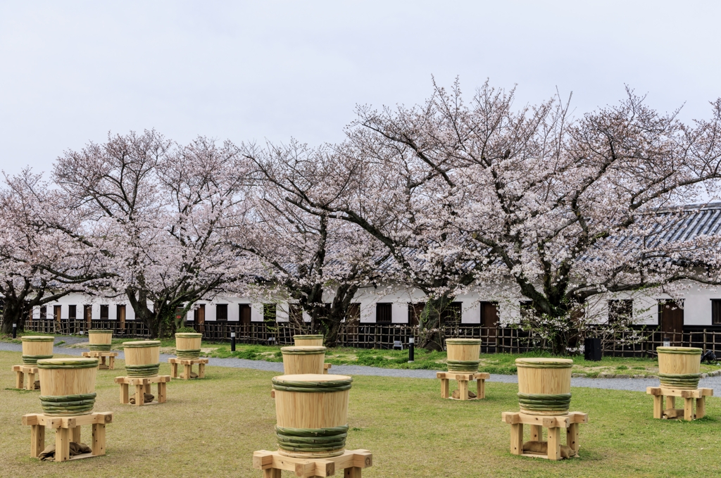 桜の季節①