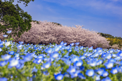 桜の季節