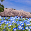 桜の季節