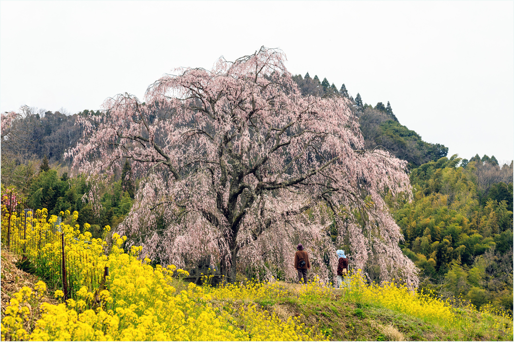 一本桜に魅せられて（清水家のしだれ桜）