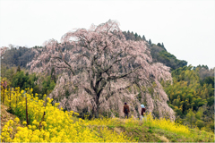 一本桜に魅せられて（清水家のしだれ桜）