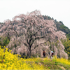 一本桜に魅せられて（清水家のしだれ桜）