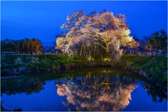 一本桜に魅せられて（浅井の一本桜）