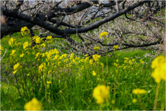 梅と菜の花