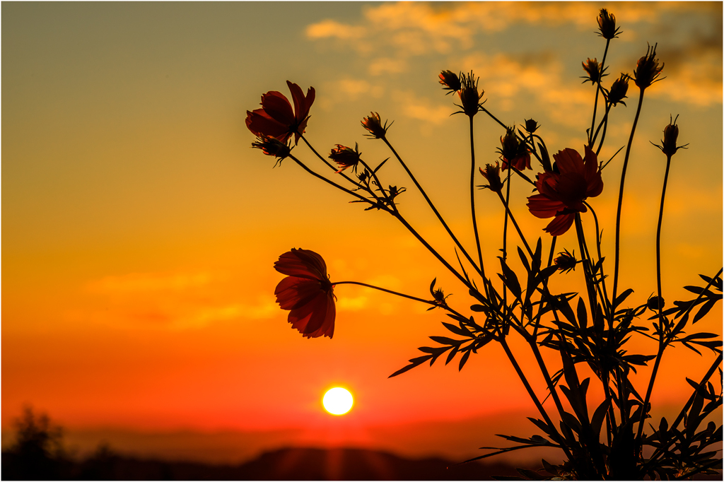 夕暮れの秋桜