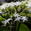 紫陽花の季節