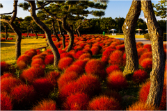 秋めく日々 秋めく日々