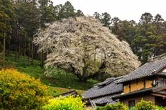 二丈松国大山桜