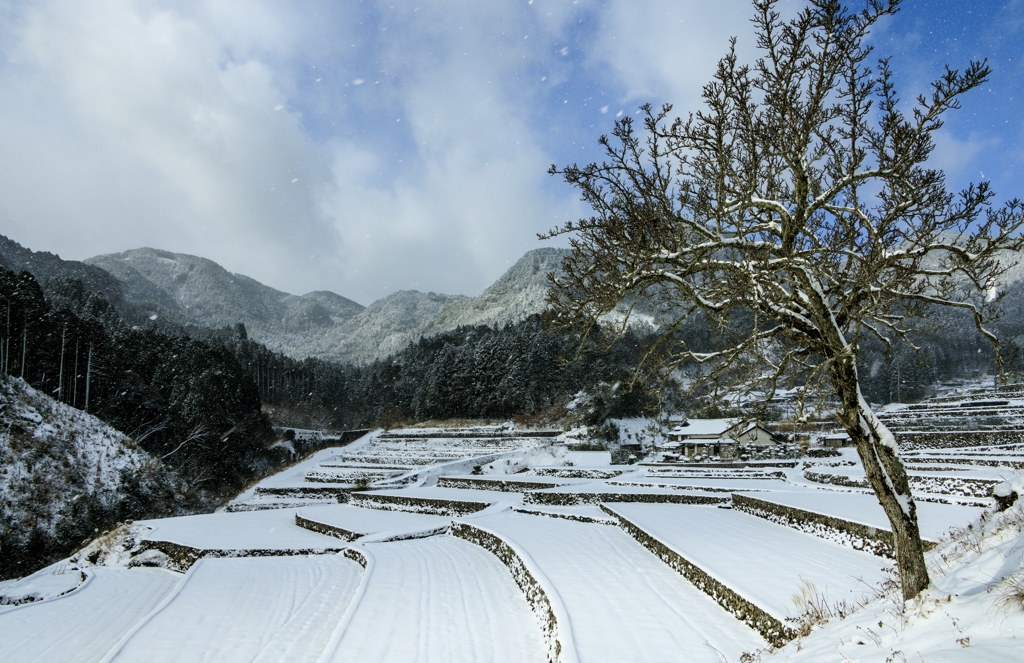 雪降る棚田