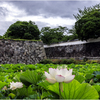 福岡城址の蓮