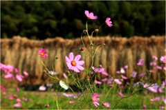 田圃の秋桜2