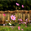 田圃の秋桜2