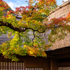 晩秋の九年庵