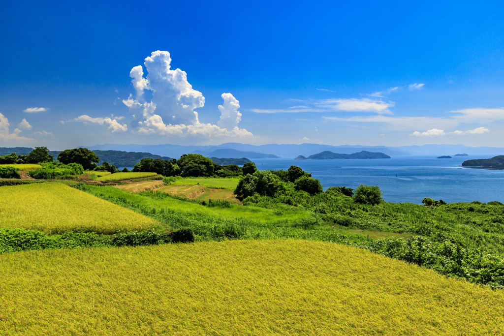 真夏の棚田巡り15