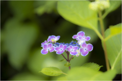 紫陽花の季節