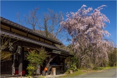 一本桜に魅せられて（辻の茶屋のしだれ桜）