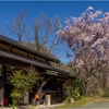 一本桜に魅せられて（辻の茶屋のしだれ桜）