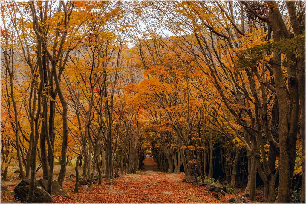 紅葉のトンネル