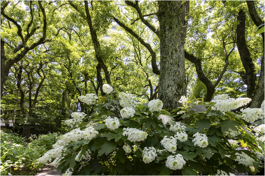 白い紫陽花