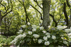白い紫陽花