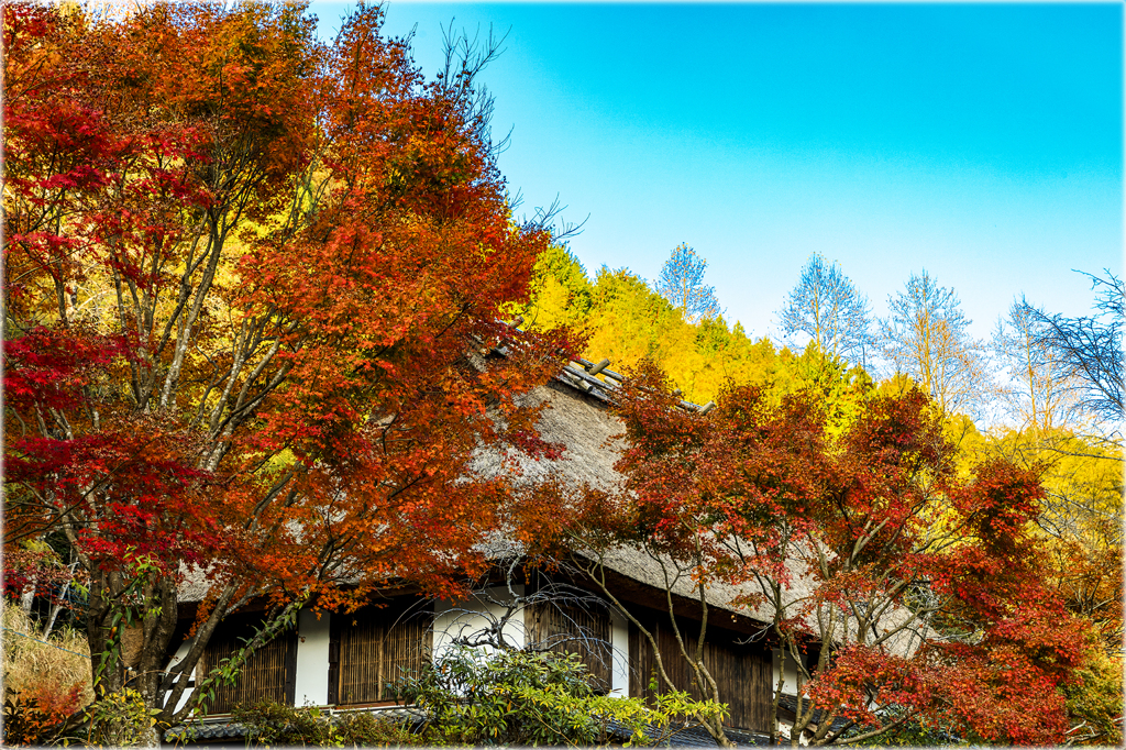 通りすがりの秋