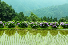 田んぼの紫陽花3