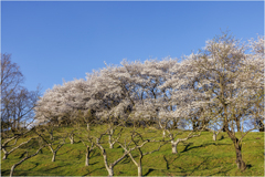 柿畑と桜