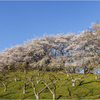 柿畑と桜