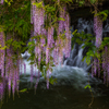 水流と藤の花