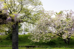 桜と藤