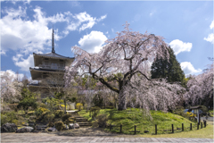 一本桜に魅せられて（浄泉寺のしだれ桜）3