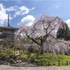 一本桜に魅せられて（浄泉寺のしだれ桜）3