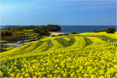菜の花の丘