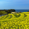菜の花の丘