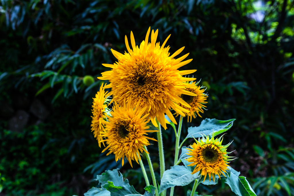 sunflower
