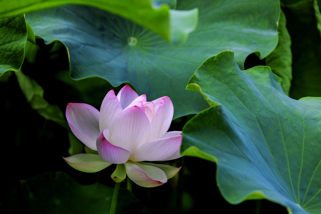 蓮の花