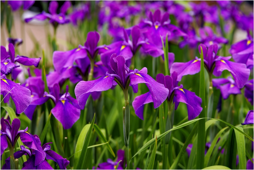 花菖蒲