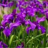 花菖蒲