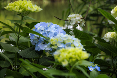 紫陽花の季節2