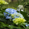 紫陽花の季節2